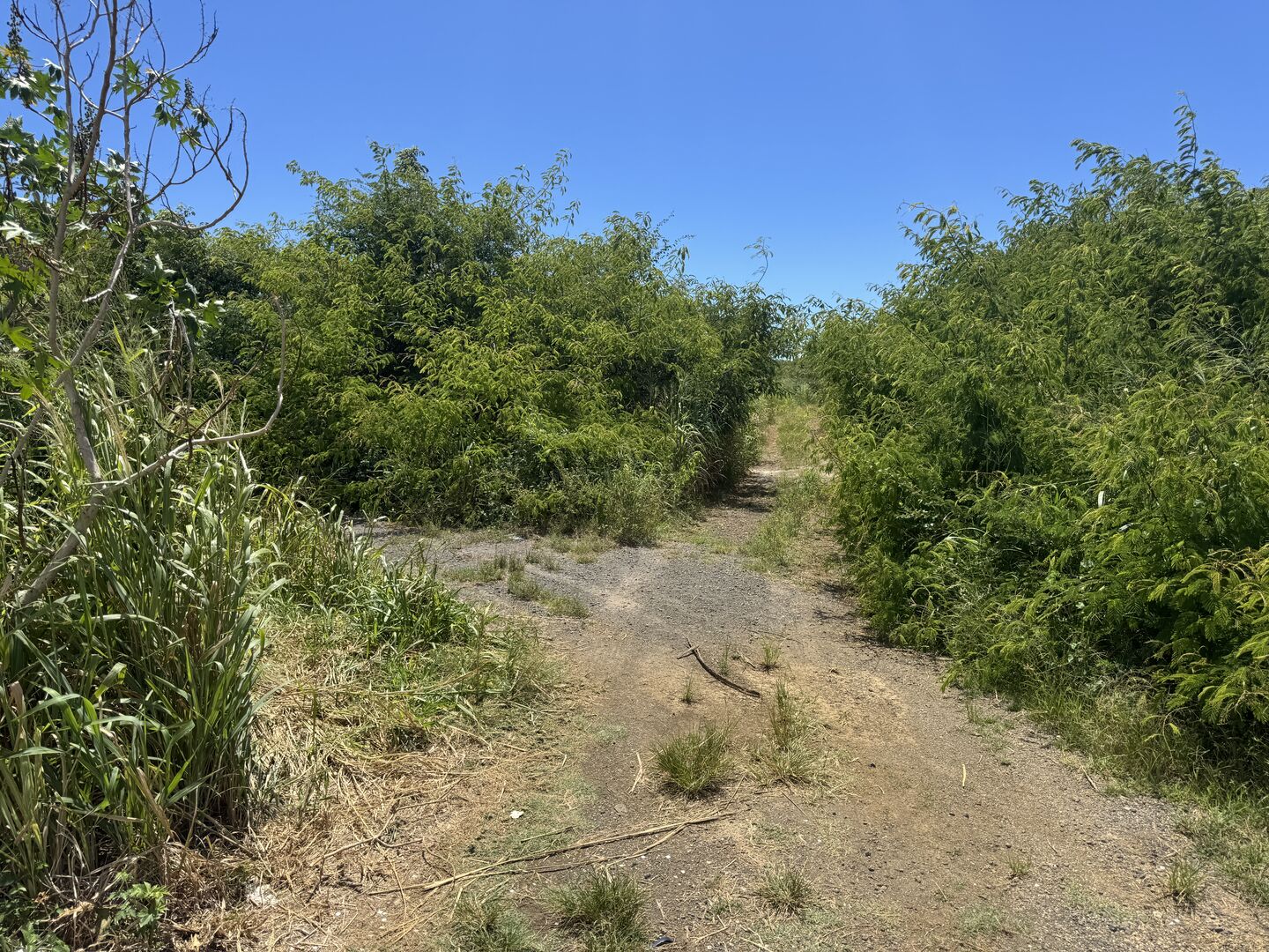 Agricultural land of 4263 m2 for sale in Anse la raie, north, Mauritius – LexpressProperty.com | 780125 | Ref01