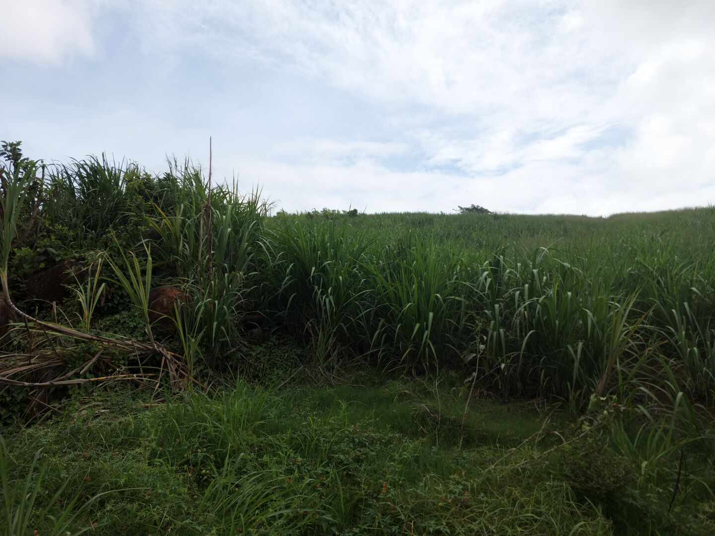 Agricultural land of 9708 m2 for sale in Surinam, south, Mauritius – LexpressProperty.com | 776245 | Ref01