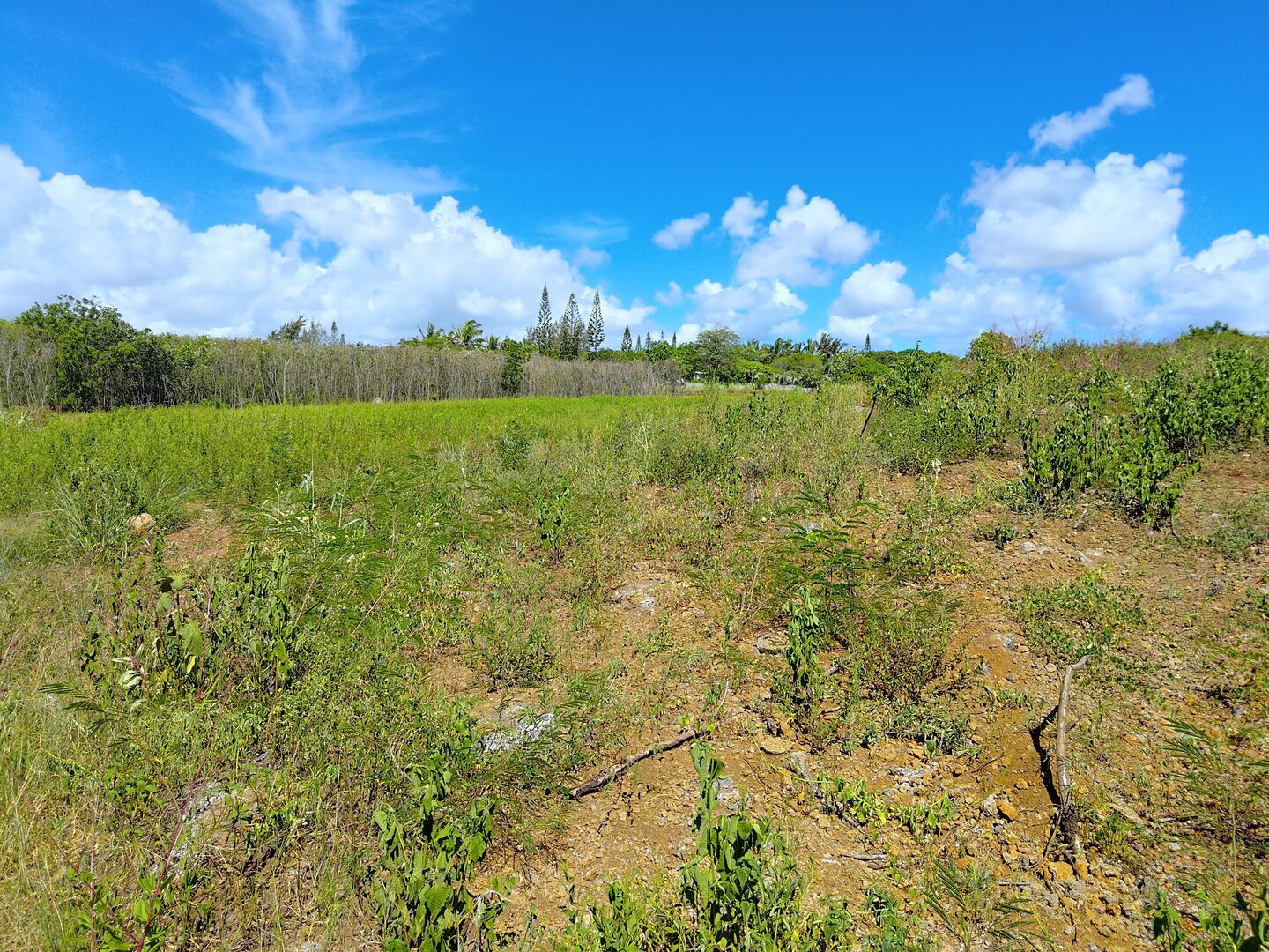 Agricultural land of 5065 m2 for sale in Goodlands, north, Mauritius – LexpressProperty.com | 250780 | Ref01