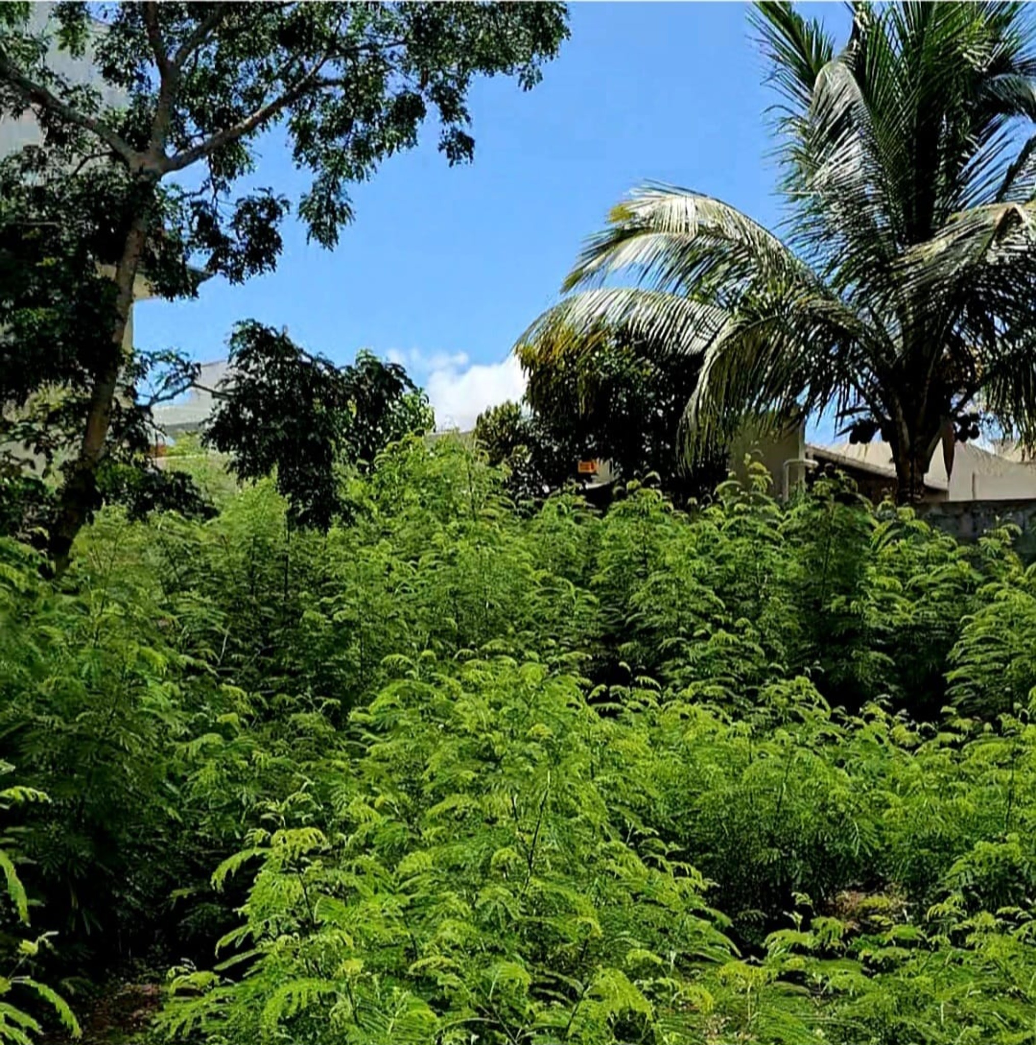 Residential land of 1100 m2 for sale in Flic en Flac, west, Mauritius – LexpressProperty.com | 741215 | Ref01