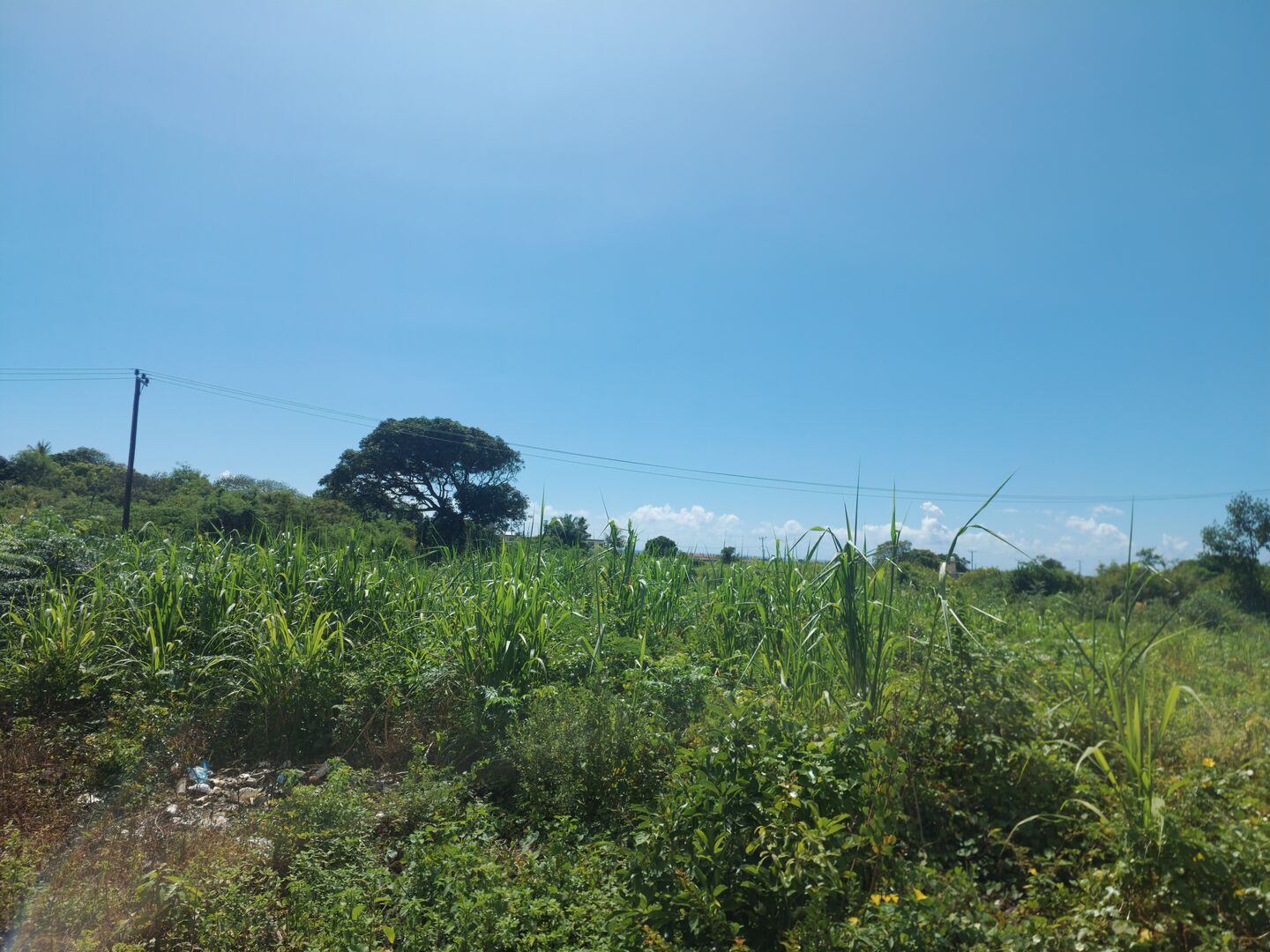 Agricultural land of 1266 m2 for sale in Flacq, east, Mauritius – LexpressProperty.com | 784618 | Ref01