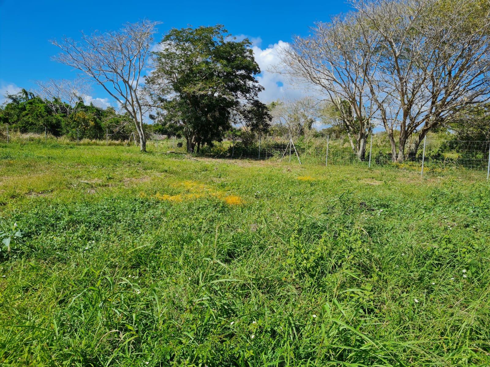Agricultural land of 6234 m2 for sale in St Antoine, north, Mauritius – LexpressProperty.com | 790461 | Ref01