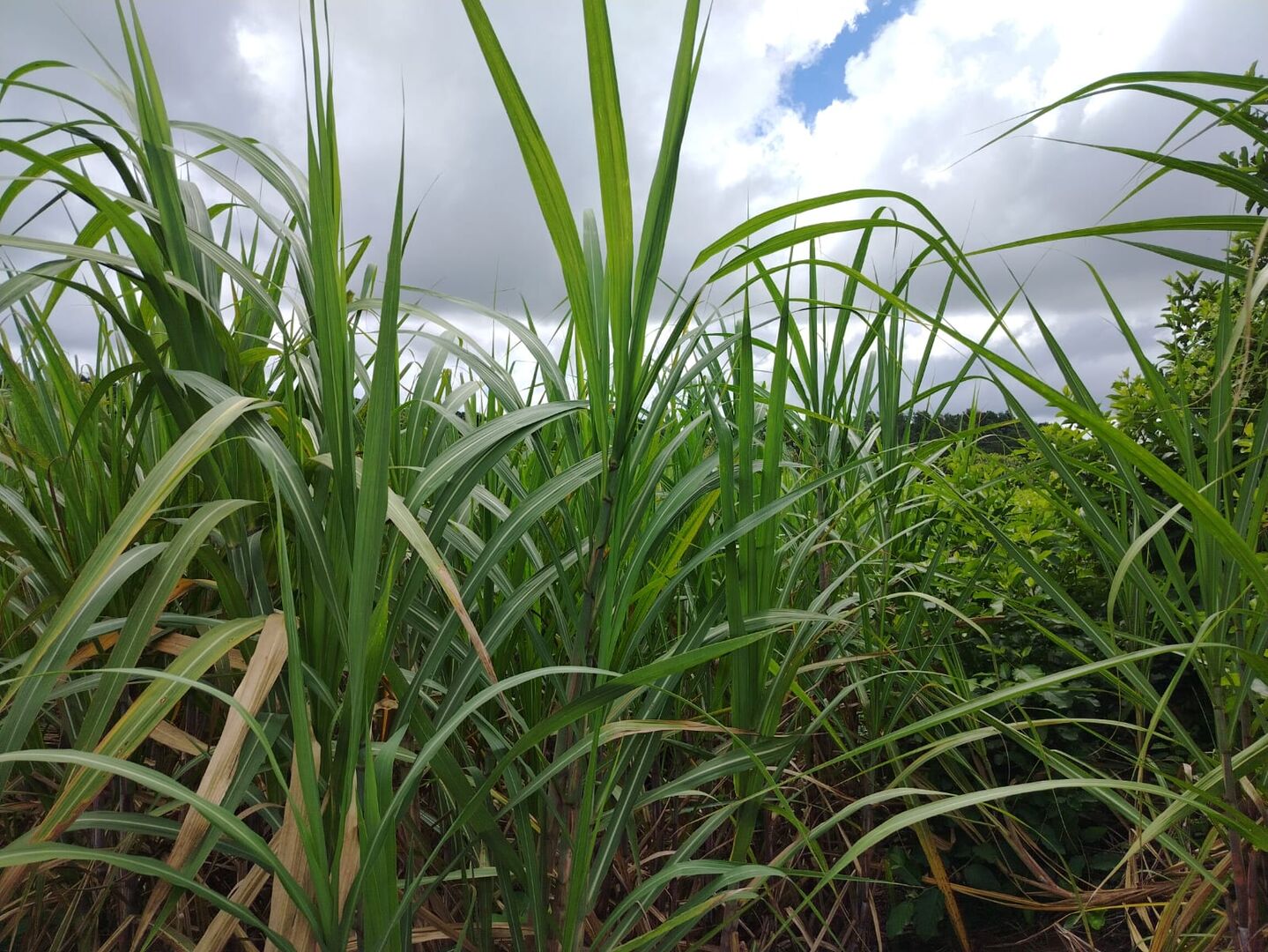Agricultural land of 1255 m2 for sale in La Flora, south, Mauritius – LexpressProperty.com | 785936 | Ref01