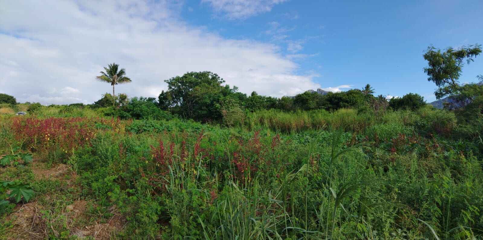 Terrain résidentiel de 1055 m2 en vente à Palma, ouest, île Maurice – LexpressProperty.com | 785943 | Ref01