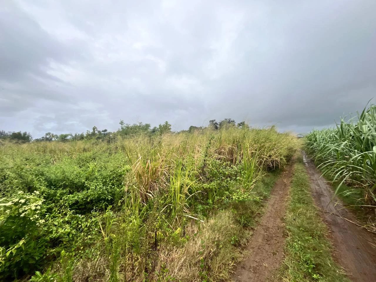 Residential land of 1509 m2 for sale in Rivière du Rempart, north, Mauritius – LexpressProperty.com | 793902 | Ref01