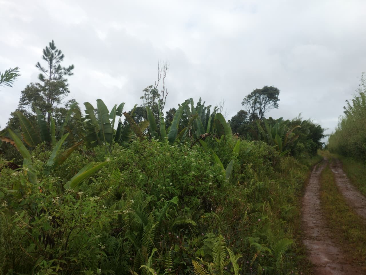 Terrain agricole de 5487 m2 en vente à Mare Longue, centre, île Maurice – LexpressProperty.com | 804573 | Ref01