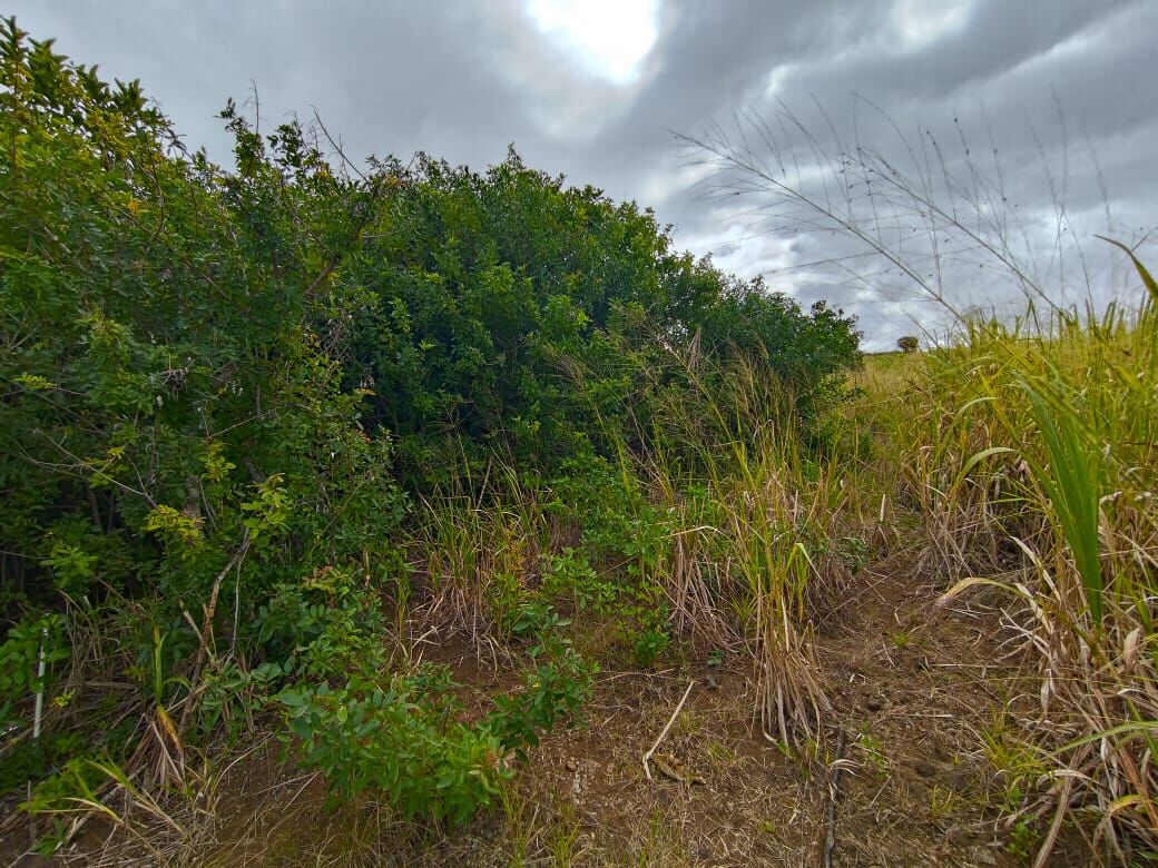 Terrain agricole de 2148 m2 en vente à Abercrombie, nord, île Maurice – LexpressProperty.com | 804563 | Ref01
