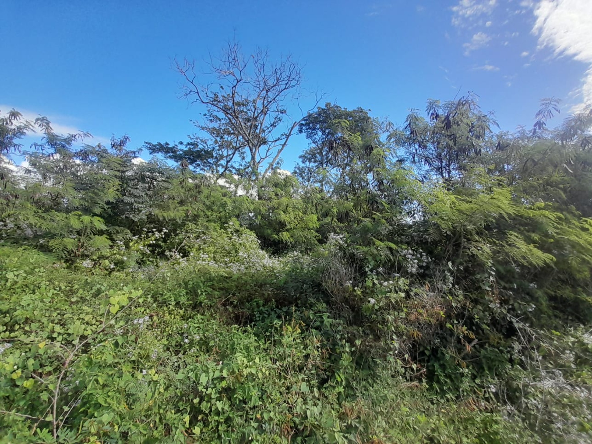 Residential land of 295.4609 m² for sale in Péreybère, north, Mauritius – LexpressProperty.com | 806457 | Ref01