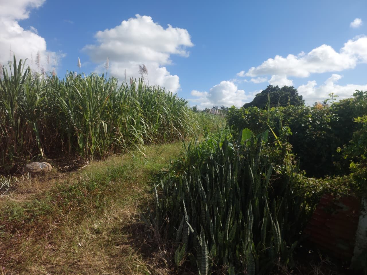 Agricultural land of 4387 m2 for sale in Lallmatie, east, Mauritius – LexpressProperty.com | 807215 | Ref01