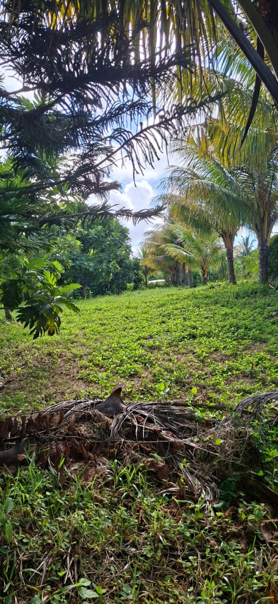 Agricultural land of 4769.5831 m² for sale in Deux Bras, south, Mauritius – LexpressProperty.com | 809946 | Ref01