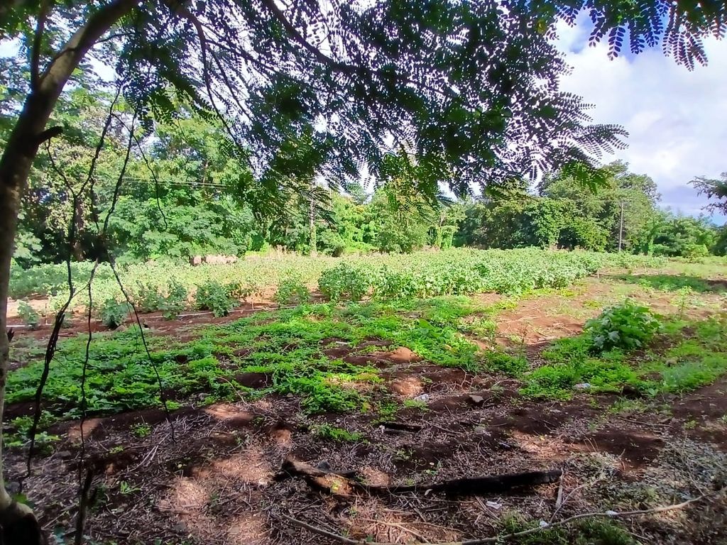 Residential land of 1790 m2 for sale in Pamplemousses, north, Mauritius – LexpressProperty.com | 827302 | Ref01