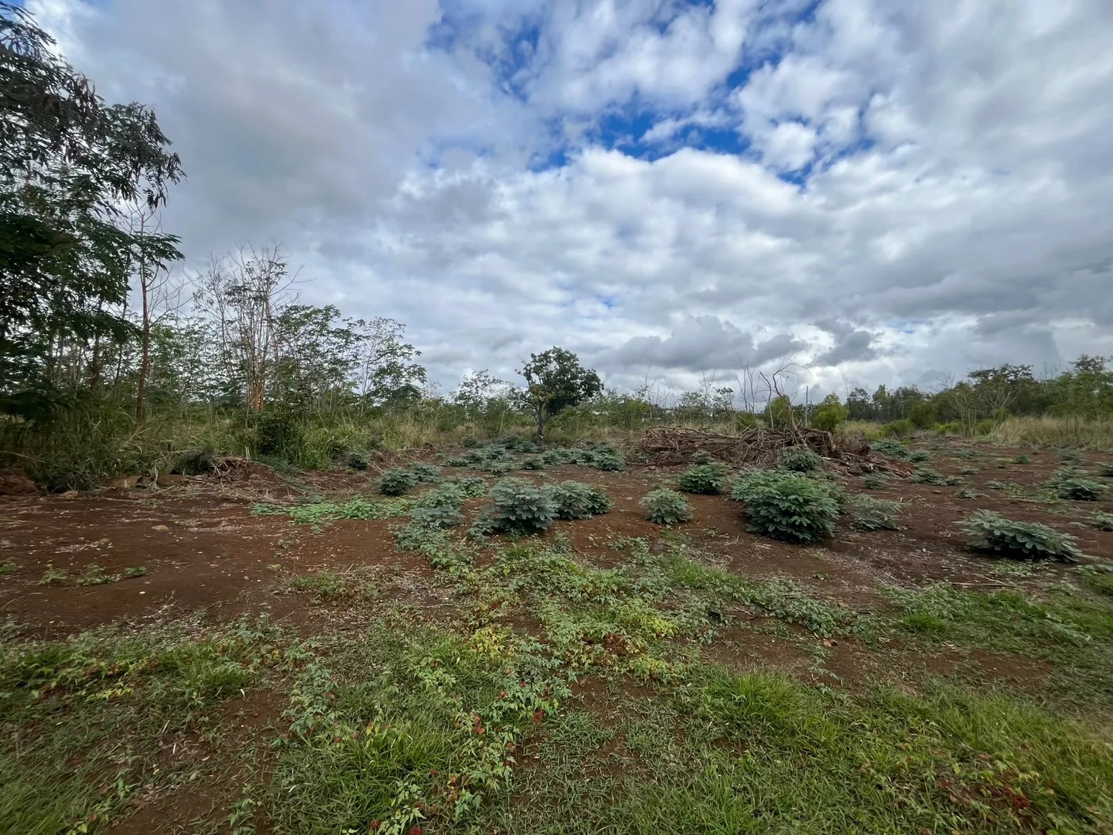 Terrain agricole de 2644.2 m2 en vente à Calebasses, nord, île Maurice – LexpressProperty.com | 829360 | Ref01