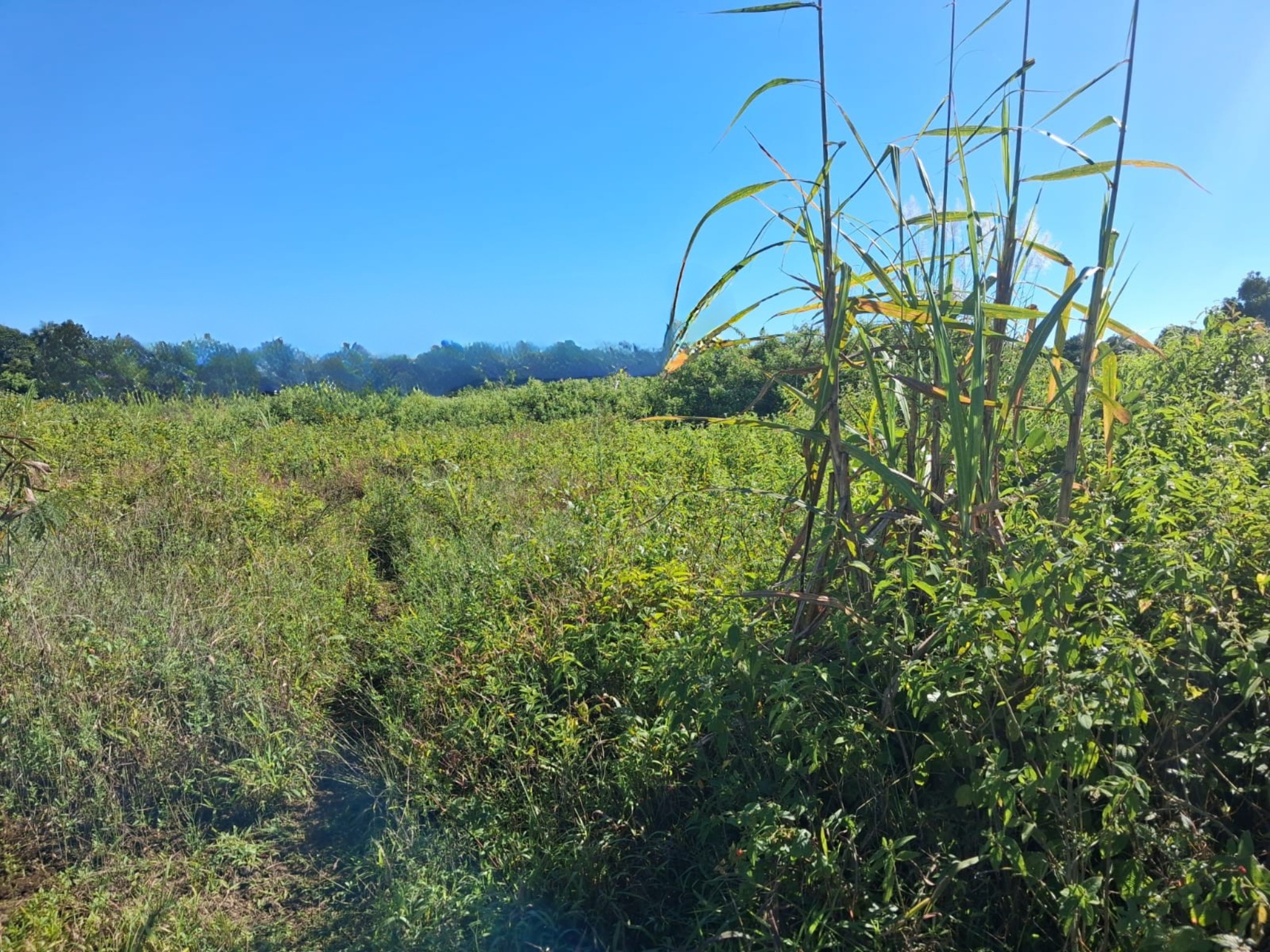 Agricultural land of 4220.87 m2 for sale in Quartier Militaire, center, Mauritius – LexpressProperty.com | 690269 | Ref01