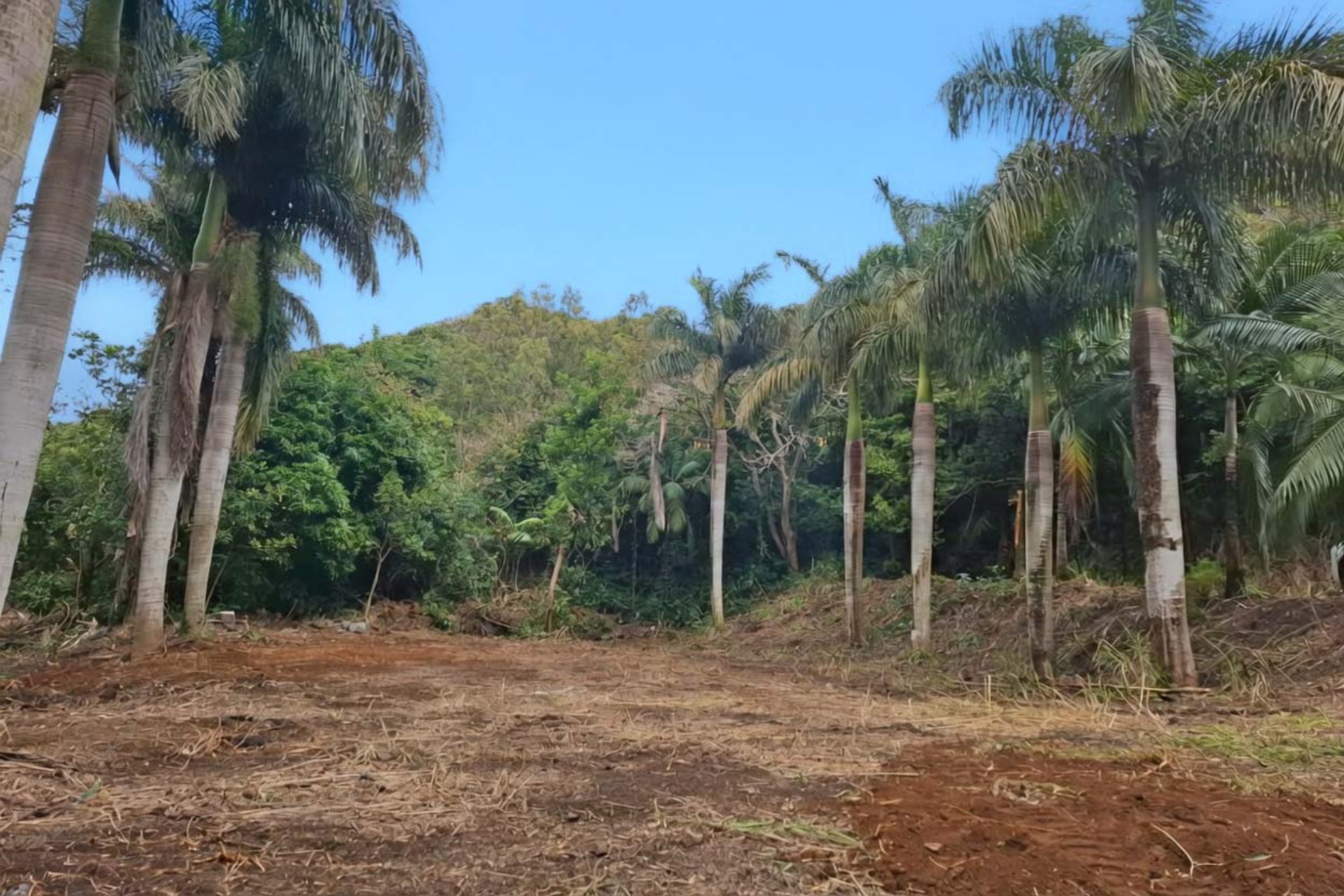 Agricultural land of 9898 m2 for sale in Pamplemousses, north, Mauritius – LexpressProperty.com | 834039 | Ref01
