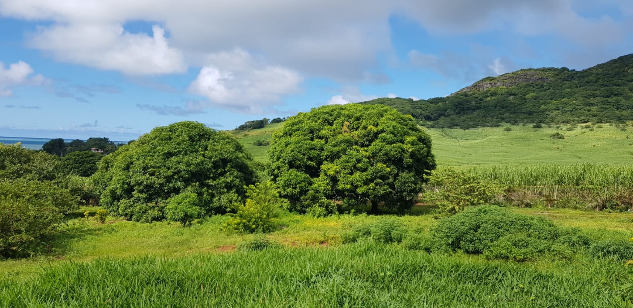 Terrain agricole de 21949 m2 en vente à Anse Jonchée, sud, île Maurice – LexpressProperty.com | 834632 | Ref01