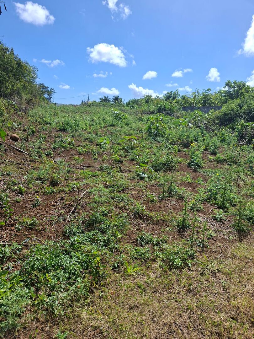 Residential land of 1055 m2 for sale in Goodlands, north, Mauritius – LexpressProperty.com | 820412 | Ref01