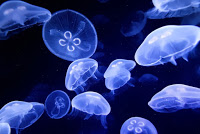 Jellyfish warning on the northern coast of Mauritius