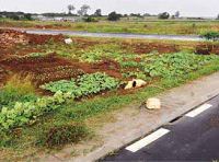 Conversion de terres agricoles : la création d'un morcellement à Gros-Billot 