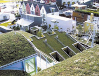 Ecologie - Toiture : la verdure remplace le béton